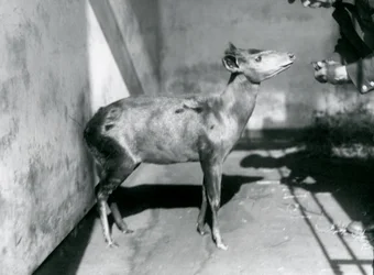 Egy Abbott duiker a londoni állatkertben, 1922 áprilisában